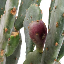 Opuntia Vulgaris - Prickly Pear Cactus -Indoor Plants Store Opuntia vulgaris Prickly Pear Cactus SWATCH 3
