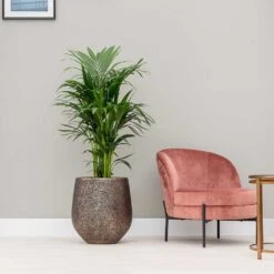 Opus Hit Darcy Planter - Gold 26 Opus Hit Darcy Planter - Gold -Indoor Plants Store Opus Hit Darcy Planter Gold Kentia Palm Indoor Plant