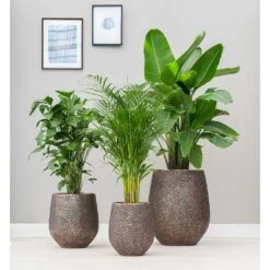 Opus Hit Darcy Planter - Gold 30 Opus Hit Darcy Planter - Gold -Indoor Plants Store Opus Hit Darcy Planter Gold Lifestyle