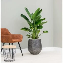 Opus Hit Darcy Planter - Silver 22 Opus Hit Darcy Planter - Silver -Indoor Plants Store Opus Hit Darcy Planter Silver Lifestyle