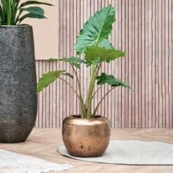 Opus Raw Couple Planter - Gold -Indoor Plants Store Opus Raw Couple Planter Gold