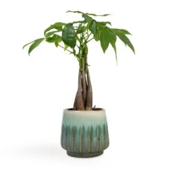 Pachira Aquatica - Money Tree -Indoor Plants Store Pachira aquatica Money Tree 12x35cm Alice Plant Pot Ocean 15x14cm