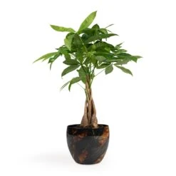 Pachira Aquatica - Money Tree -Indoor Plants Store Pachira aquatica Money Tree 12x35cm Vive Metal Plant Pots Set3 Lava