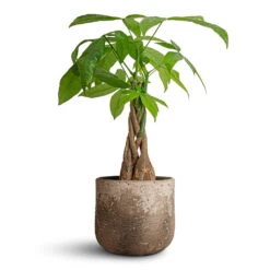Pachira Aquatica - Money Tree -Indoor Plants Store Pachira aquatica Money Tree 12x40cm Albero Plant Pot Cement 16x14cm 969eb05f c41d 4339 aa79 758a071afd3e