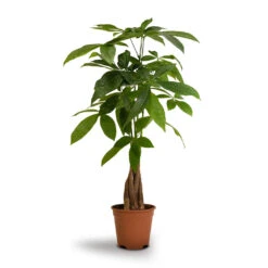 Pachira Aquatica - Money Tree -Indoor Plants Store Pachira aquatica Money Tree 14x50cm