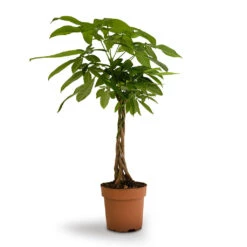 Pachira Aquatica - Money Tree -Indoor Plants Store Pachira aquatica Money Tree 17x60cm