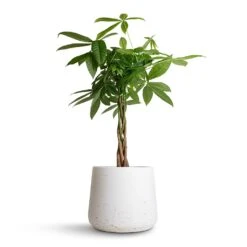 Patt Plant Pot - White Washed -Indoor Plants Store Pachira aquatica Money Tree 17x70cm Patt Plant Pot White Washed 23x20cm 693343fc b81b 4fb5 a83d 0d40ee4154a6