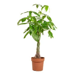 Pachira Aquatica - Money Tree -Indoor Plants Store Pachira aquatica Money Tree 24x135cm