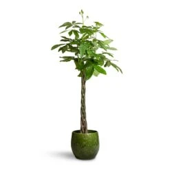 Aimee Plant Pot - Pear 19 Aimee Plant Pot - Pear -Indoor Plants Store Pachira aquatica Money Tree 24x140cm Aimee Plant Pot Pear 38x34cm 2 85fa2454 48f9 4975 8251 d9e0716c1afd