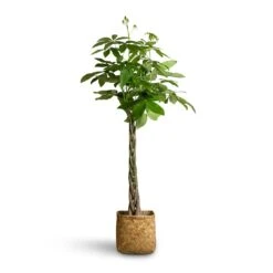 Kobe Bamboo Planter 24 Kobe Bamboo Planter -Indoor Plants Store Pachira aquatica Money Tree 24x140cm Kobe Bamboo Planter 30x30x31cm 5ba7b36a a377 4fc2 bb0d dac79e529c77