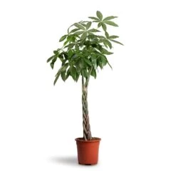 Pachira Aquatica - Money Tree -Indoor Plants Store Pachira aquatica Money Tree 27x140cm