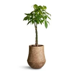 Pachira Aquatica - Money Tree -Indoor Plants Store Pachira aquatica Money Tree 27x140cm Polystone Coated Darcy Planter Rock 47x56.5cm