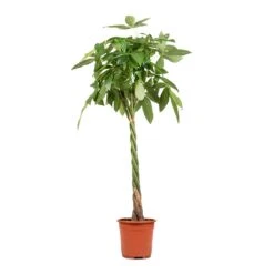 Pachira Aquatica - Money Tree -Indoor Plants Store Pachira aquatica Money Tree 27x150cm