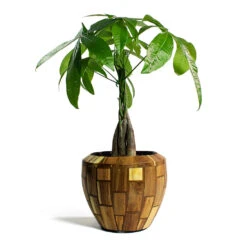 Pachira Aquatica - Money Tree -Indoor Plants Store Pachira aquatica Money Tree Facets Couple Planter Jenga 2d29d23e d6e1 4afe 8f53 0492c93dabad