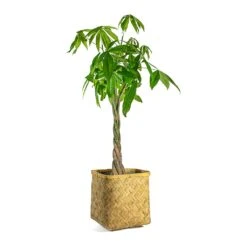 Pachira Aquatica - Money Tree -Indoor Plants Store Pachira aquatica Money Tree Kobe Bamboo Planter plant pot