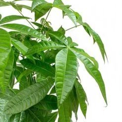 Pachira Aquatica - HydroCare 9 Pachira Aquatica - HydroCare -Indoor Plants Store Pachira aquatica Money Tree Leaves 2536bafe 3989 4697 8c6a 8097cac72c2c