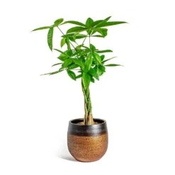 Mya Plant Pot - Shiny Mocha -Indoor Plants Store Pachira aquatica Money Tree Mya Plant Pot Shiny Mocha 22cm 7d008464 9f12 4a6f 98c1 982db41f812e