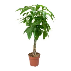 Pachira Aquatica - Money Tree -Indoor Plants Store Pachira aquatica Money Tree 4335a591 4965 410a bb32 6aeca40c6190
