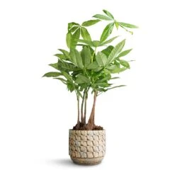 Pachira Aquatica - Multi Stem - Money Tree 18 Pachira Aquatica - Multi Stem - Money Tree -Indoor Plants Store Pachira aquatica Multi Stem Money Tree 17x65cm Jim Plant Pot Shell 19x16cm 5eba2cb7 6254 43ff b696 fa60b4b2b090