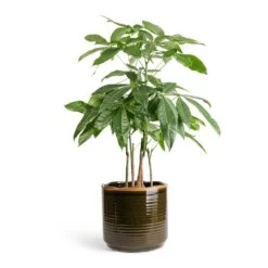 Pachira Aquatica - Multi Stem - Money Tree 22 Pachira Aquatica - Multi Stem - Money Tree -Indoor Plants Store Pachira aquatica Multi Stem Money Tree 17x65cm Jordy Plant Pot Forest Green 23x21cm