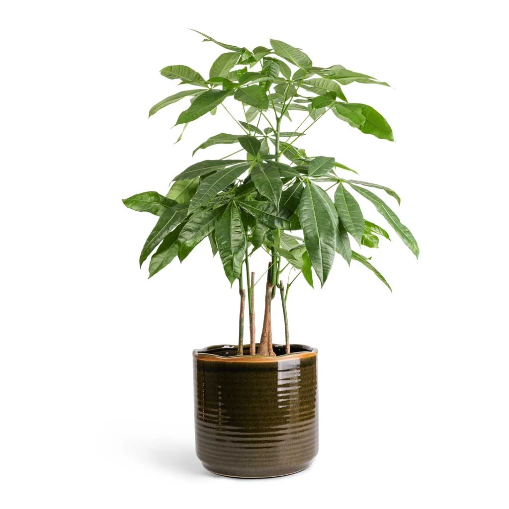 Pachira Aquatica - Multi Stem - Money Tree 12 Pachira Aquatica - Multi Stem - Money Tree - Image 10