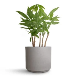 Pachira Aquatica - Multi Stem - Money Tree 21 Pachira Aquatica - Multi Stem - Money Tree -Indoor Plants Store Pachira aquatica Multi Stem Money Tree 17x65cm Leon Plant Pot Cement 22x19.5cm cd28d002 51ad 413d aa8b b9e286f204cd