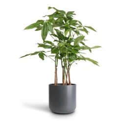 Pachira Aquatica - Multi Stem - Money Tree 16 Pachira Aquatica - Multi Stem - Money Tree -Indoor Plants Store Pachira aquatica Multi Stem Money Tree 17x65cm Lisbon Plant Pot Charcoal 21x21cm