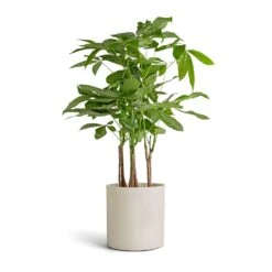 Puk Refined Planter - Natural White -Indoor Plants Store Pachira aquatica Multi Stem Money Tree 17x65cm Puk Refined Planter Natural White 20x20cm
