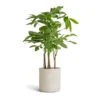 Pachira Aquatica - Multi Stem - Money Tree -Indoor Plants Store Pachira aquatica Multi Stem Money Tree 17x65cm Puk Refined Planter Natural White 20x20cm c63e6e4b 32ac 4a40 ac8f 584306f55060