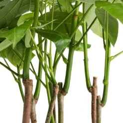 Pachira Aquatica - Multi Stem - Money Tree 17 Pachira Aquatica - Multi Stem - Money Tree -Indoor Plants Store Pachira aquatica Multi Stem Money Tree 17x65cm SWATCH