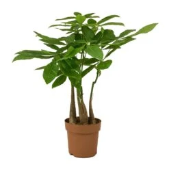 Pachira Aquatica - Multi Stem - Money Tree 20 Pachira Aquatica - Multi Stem - Money Tree -Indoor Plants Store Pachira aquatica Multi Stem Money Tree