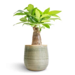 Pachira Aquatica - Thick Trunk - Money Tree 22 Pachira Aquatica - Thick Trunk - Money Tree -Indoor Plants Store Pachira aquatica Thick Trunk Money Tree 12x40cm Iris Plant Pot Mint 15x14cm fe2def25 2fdc 4715 97bb 67f424554bb9
