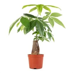 Pachira Aquatica - Thick Trunk - Money Tree 16 Pachira Aquatica - Thick Trunk - Money Tree -Indoor Plants Store Pachira aquatica Thick Trunk Money Tree 14x45cm