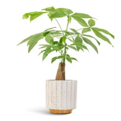 Pachira Aquatica - Thick Trunk - Money Tree 17 Pachira Aquatica - Thick Trunk - Money Tree -Indoor Plants Store Pachira aquatica Thick Trunk Money Tree 14x45cm Lugano Scalloped Plant Pot Mustard 16x16cm