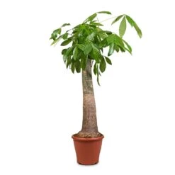 Pachira Aquatica - Thick Trunk - Money Tree 20 Pachira Aquatica - Thick Trunk - Money Tree -Indoor Plants Store Pachira aquatica Thick Trunk Money Tree