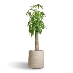 Dune Cylinder Planter - Oat -Indoor Plants Store Pachira aquatica Thick Trunk Money Tree 26x140cm Dune Cylinder Planter Oat 38x37cm