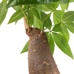 Pachira Aquatica - Thick Trunk - Money Tree 18 Pachira Aquatica - Thick Trunk - Money Tree -Indoor Plants Store Pachira aquatica Thick Trunk Money Tree SWATCH Small