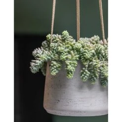 Patt Hanging Plant Pot - Grey Washed -Indoor Plants Store Patt Hanging Plant Pot Grey Washed Succulent