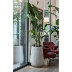 Patt High Plant Vase - Ridged Cement -Indoor Plants Store Patt High Plant Vase Ridged Cement Strelitzia Houseplant