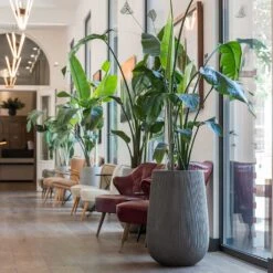 Patt High Plant Vase - Ridged Dark Grey 18 Patt High Plant Vase - Ridged Dark Grey -Indoor Plants Store Patt High Plant Vase Ridged Dark Grey Strelitzia Houseplant