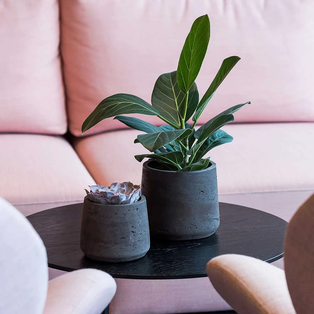 Patt Plant Pot - Black Washed 4 Patt Plant Pot - Black Washed - Image 2