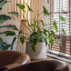 Patt Plant Pot - Grey Washed 31 Patt Plant Pot - Grey Washed -Indoor Plants Store Patt Plant Pot Grey Washed Xanadu Houseplant