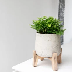 Patt Plant Pot - Low Stand - Grey Washed 15 Patt Plant Pot - Low Stand - Grey Washed -Indoor Plants Store Patt Plant Pot Low Stand Grey Washed Lifestyle 02