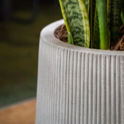 Patt High Plant Vase - Ridged Cement -Indoor Plants Store PattHighPlantVase RidgedCement 2