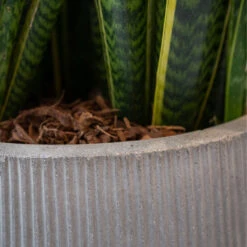 Patt High Plant Vase - Ridged Cement -Indoor Plants Store PattHighPlantVase RidgedCement 4
