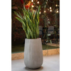 Patt High Plant Vase - Ridged Cement -Indoor Plants Store PattHighPlantVase RidgedCement 5