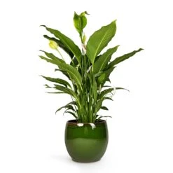 Charlotte Plant Pot - Green -Indoor Plants Store Peace Lily 24 x10 Charlotte Plant Pot Green 33x30cm 9119174a 1f3a 4cc0 ae71 80d177274419