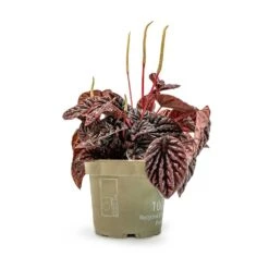 Peperomia Caperata Red Luna 15 Peperomia Caperata Red Luna -Indoor Plants Store Peperomia Caperata Red Luna Houseplant 11x20cm