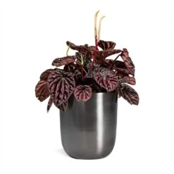 Peperomia Caperata Red Luna 20 Peperomia Caperata Red Luna -Indoor Plants Store Peperomia Caperata Red Luna Houseplant 11x20cm Plant Pot Mayk Lead 12x13cm