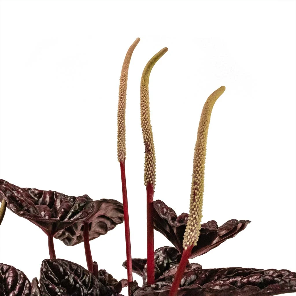 Peperomia Caperata Red Luna 6 Peperomia Caperata Red Luna - Image 4